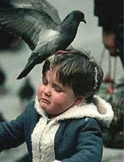 Pigeon owns kid
